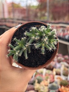 Trichodiadema densum (flor pink)