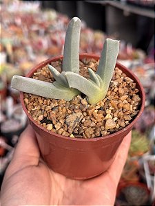 Cheiridropsis denticulata
