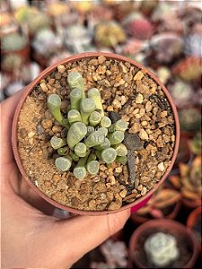 Fenestraria auranthiaca (flor branca)