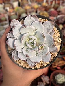 Echeveria lauii