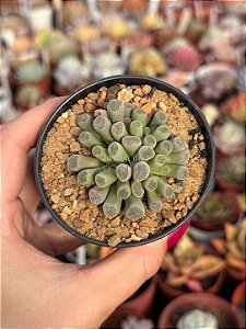Frithia pulchra (flor pink)