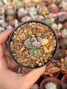Gibbaeum dispar (dupla)