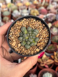 Aloinopsis schoonesii