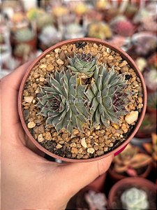 Sempervivum tectorum