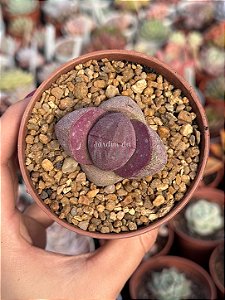 Pleiospilos nelii cv royal flush