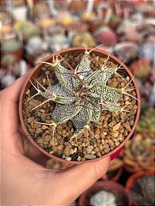 Astrophytum ornatum
