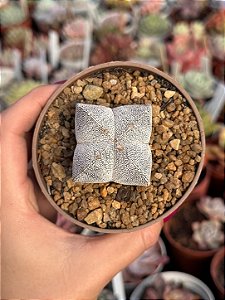 Astrophytum myrostigma var. onzuka 4k