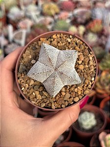 Astrophytum myrostigma var. onzuka 5k