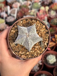 Astrophytum myrostigma 5k