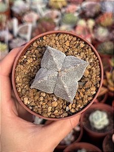 Astrophytum myrostigma 4k