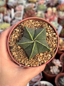 Astrophytum nudum