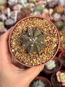 Astrophytum Brasil