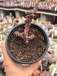 Edithcolea grandis (tapete persa)