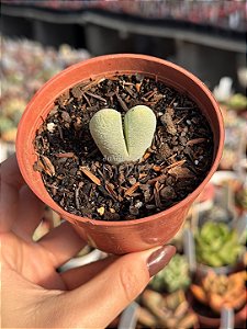 Cheiridropsis pillansii