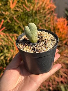 Cheiridropsis pillansii