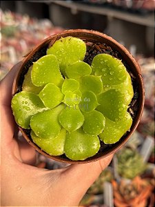 Aeonium canariense