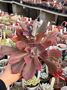 Echeveria diamond state G