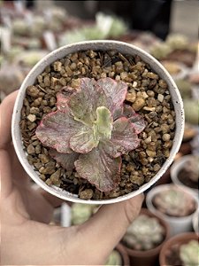 Echeveria chantilly pink diamond