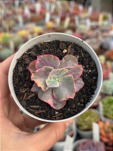 Echeveria chantilly pink diamond