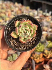 Echeveria chiahuahuensis