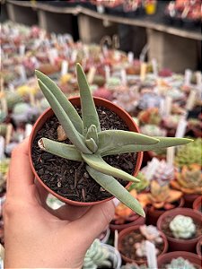 Crassula falcata - folha fina