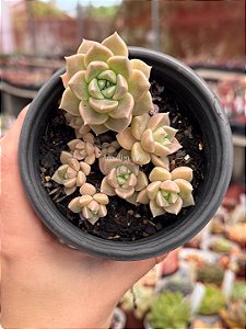 Echeveria (sem id) colônia