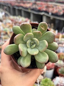 Graptoveria torres
