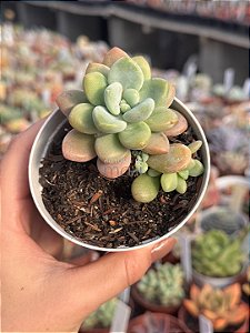 Echeveria loko