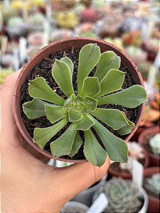 Aeonium big bang (reverso) sem raiz