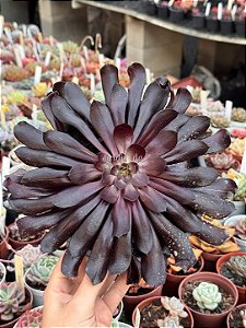 Aeonium big bang G (sem raiz)