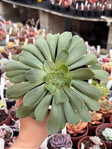 Aeonium big bang (reverso G) sem raiz