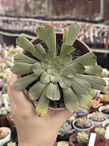 Aeonium big bang (reverso G)