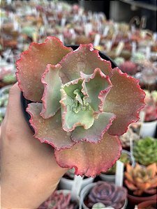 Echeveria aquarius