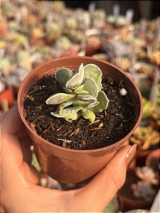 Cotyledon orbiculata monstruoso