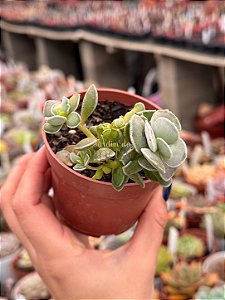 Cotyledon orbiculata monstruoso