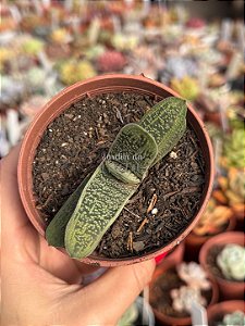 Gasteria little warty