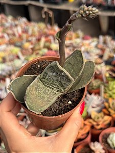 Gasteria nigricans