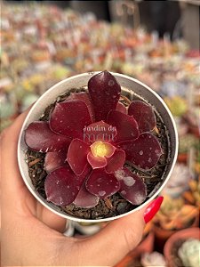 Aeonium vulcano (sem raiz)
