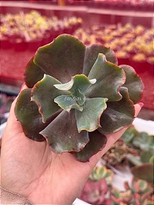 Echeveria boton (corte)