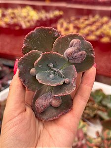 Echeveria volcan doux 01 (corte)