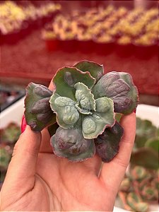 Echeveria línguas p (corte)