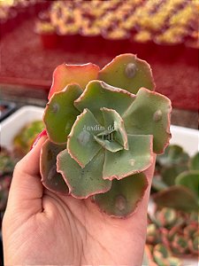 Echeveria marjorie pogue (corte)