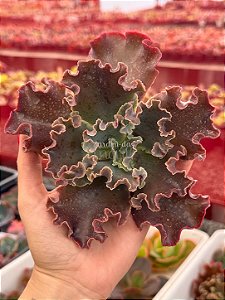 Echeveria cecelia (corte)