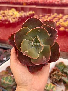 Echeveria magic lamp (corte)