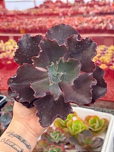 Echeveria ceci 3 (corte)