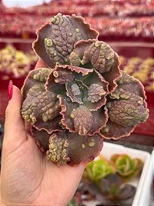 Echeveria nikita (corte)