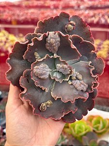 Echeveria cairo (corte)