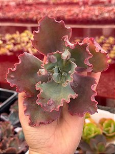 Echeveria cielpur (corte)
