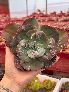 Echeveria duende (corte)