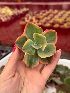 Echeveria tornado M (corte)